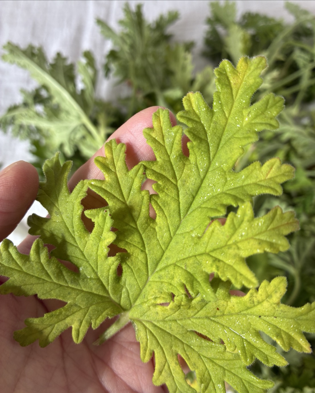 ローズゼラニウム芳香蒸留水