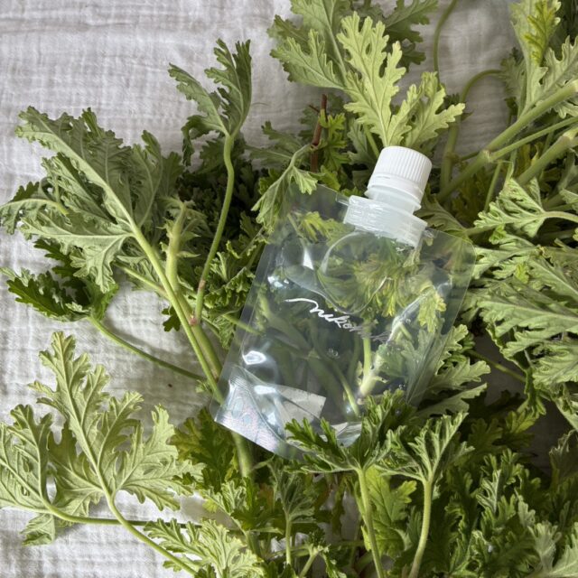 ローズゼラニウム芳香蒸留水