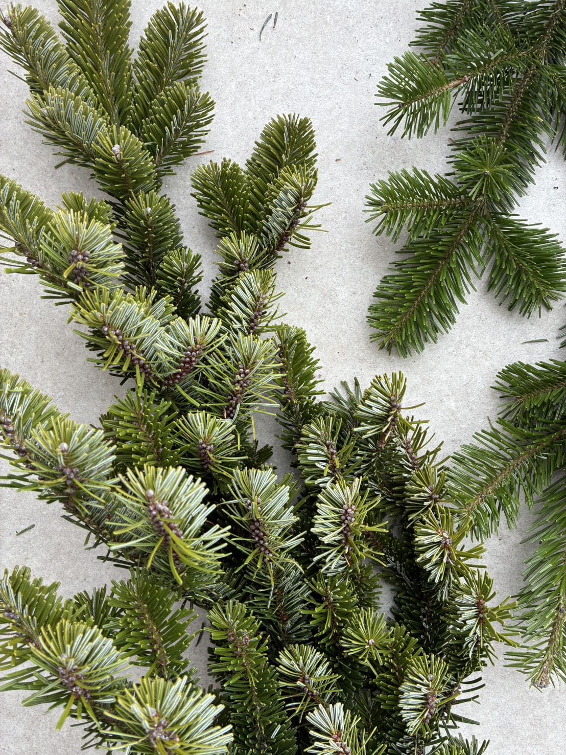 トドマツ・芳香蒸留水