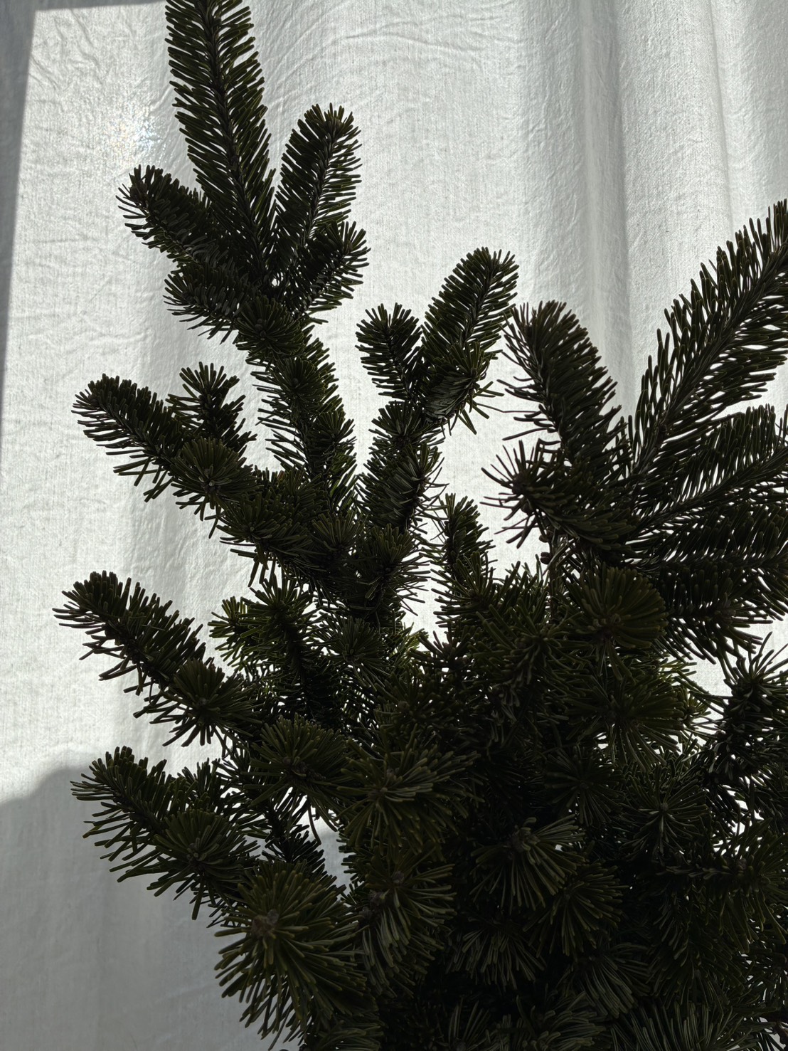 トドマツ・芳香蒸留水