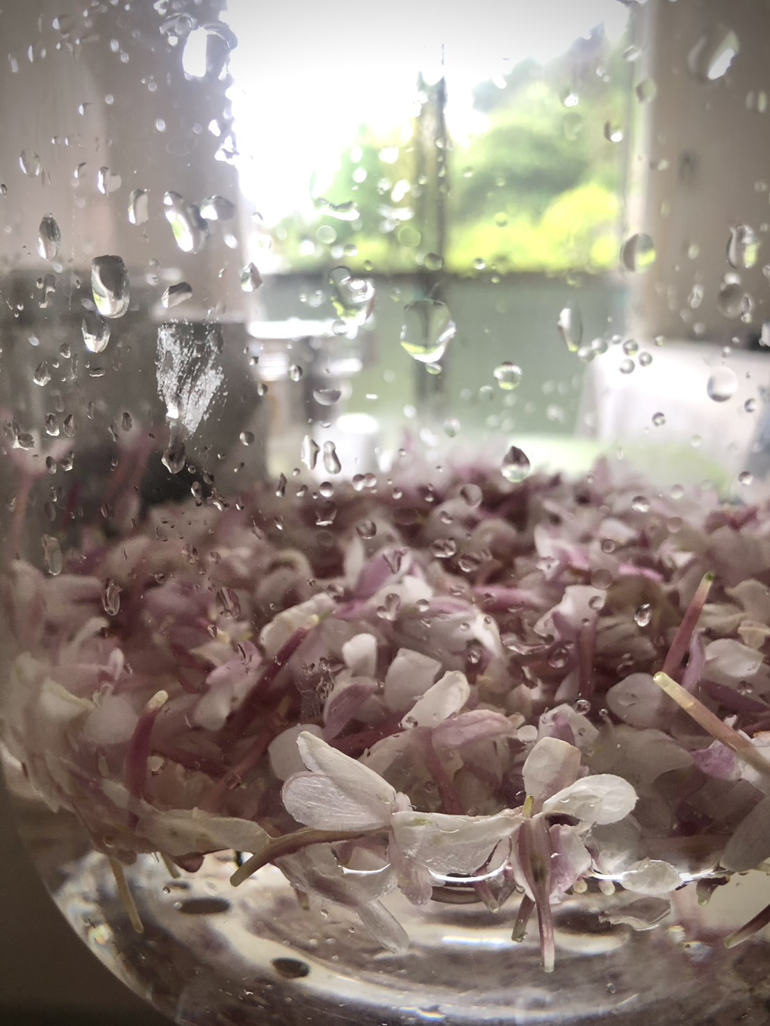 芳香蒸留水・定期便