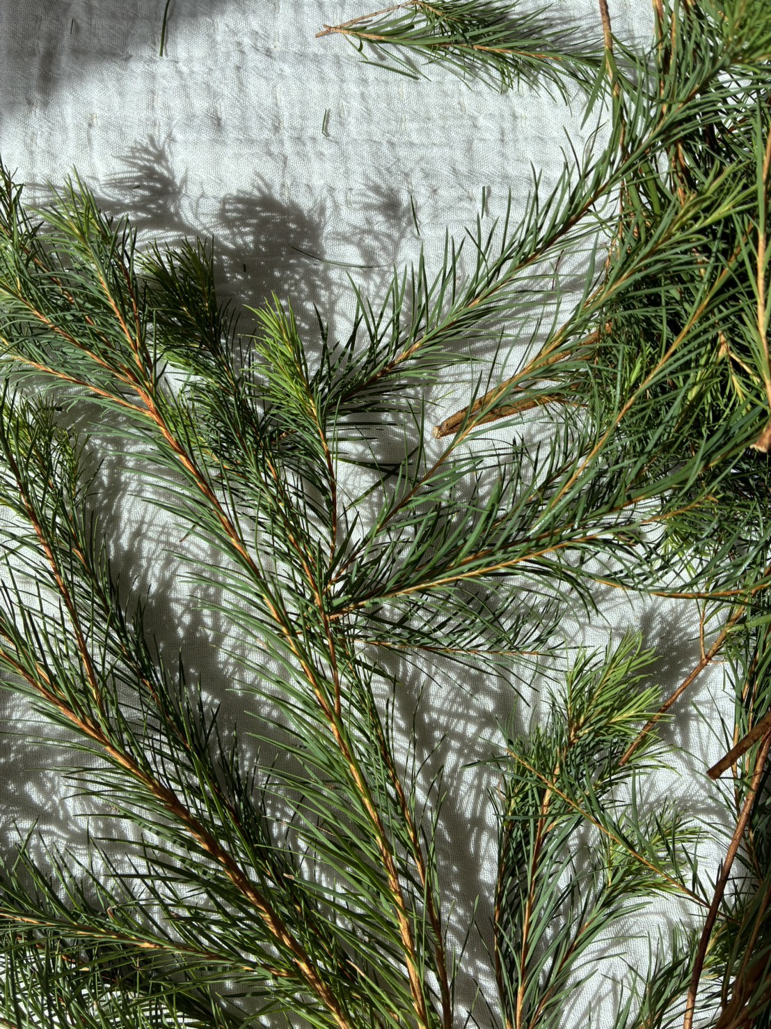 ティートリー（ティーツリー）芳香蒸留水