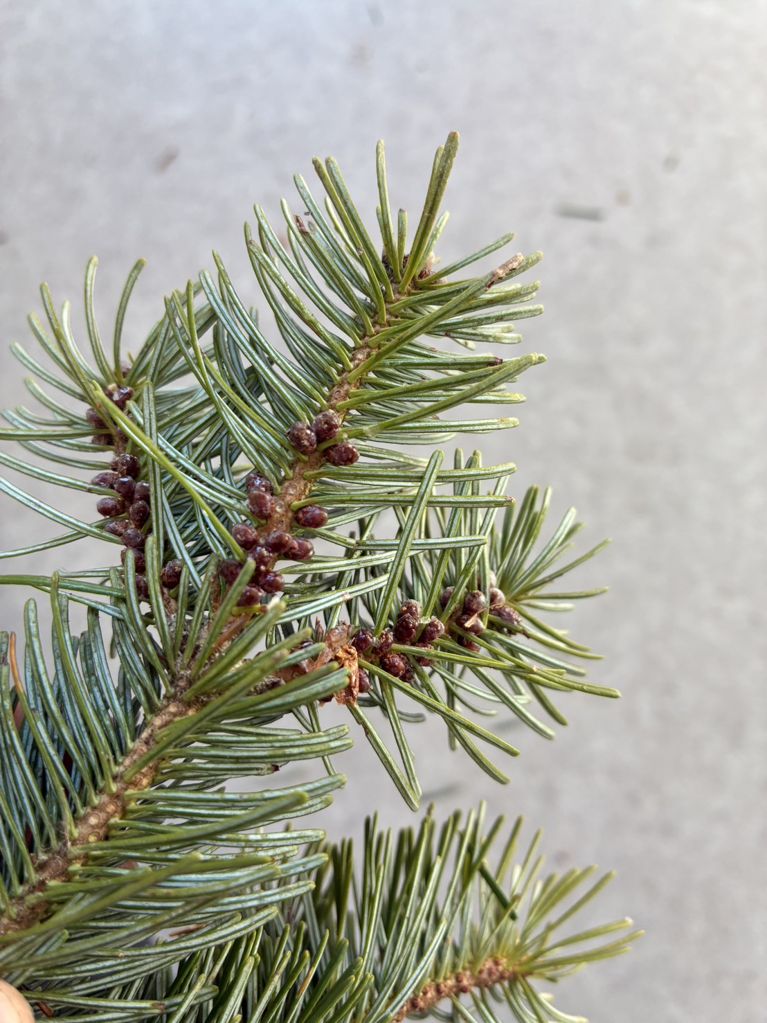 トドマツ・芳香蒸留水